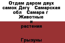 Отдам даром двух самок Дегу - Самарская обл., Самара г. Животные и растения » Грызуны и Рептилии   